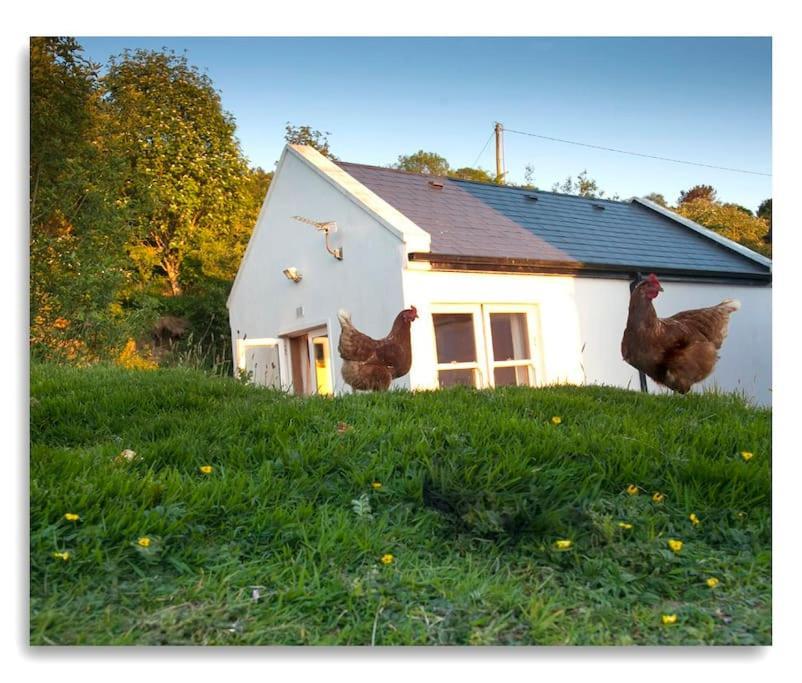 Cosy Self Contained Cottage With Stunning Views Killaloe Extérieur photo